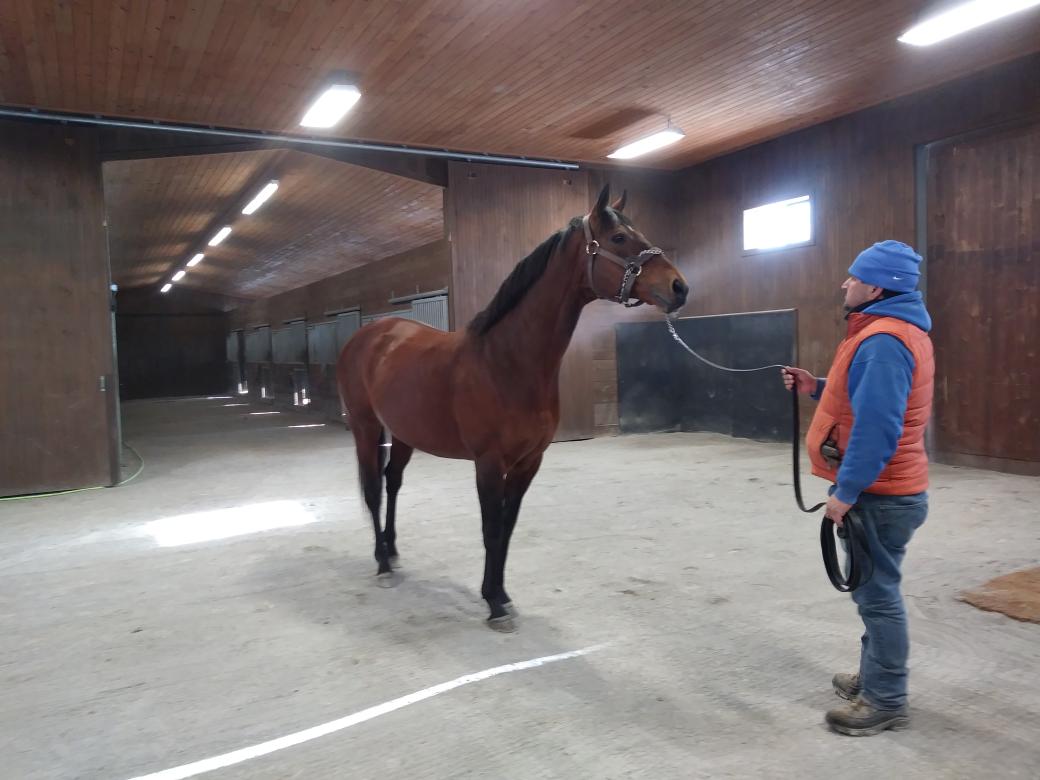 Big Brown, currently standing at Irish Hill Century Farm, NY